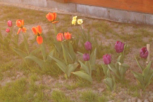 Tulipany.jpg